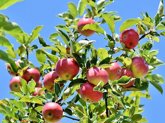 Planting hope for the future – an ‘orchard’ of trees being planted across Nottinghamshire