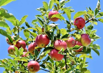 Planting hope for the future – an ‘orchard’ of trees being planted across Nottinghamshire