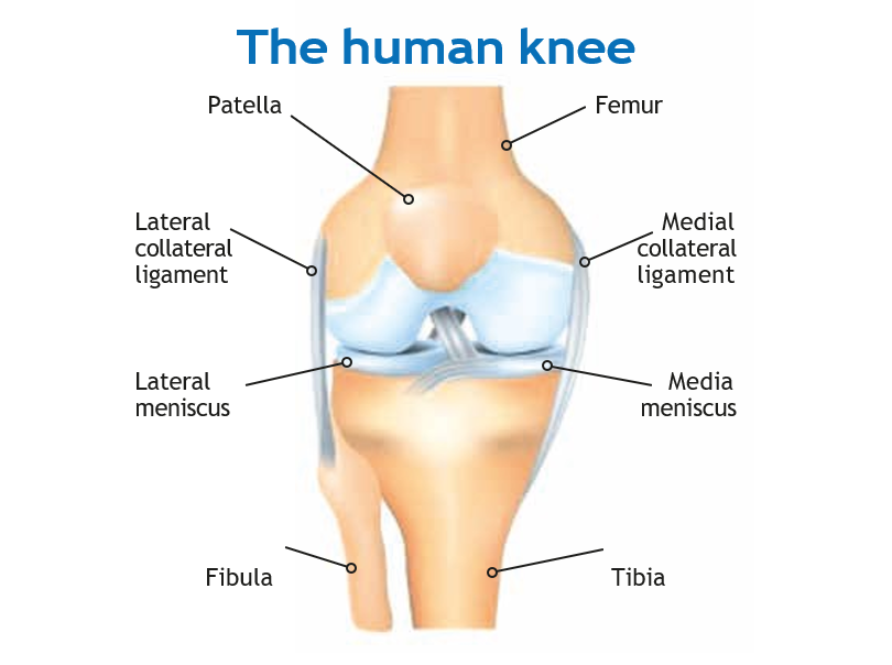 Human knee